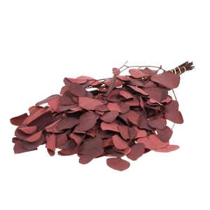 Eucalyptus Populus Preserved Red