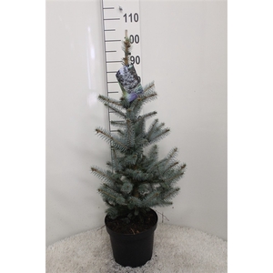 Picea pungens 'Edith' P26 potgedrukt