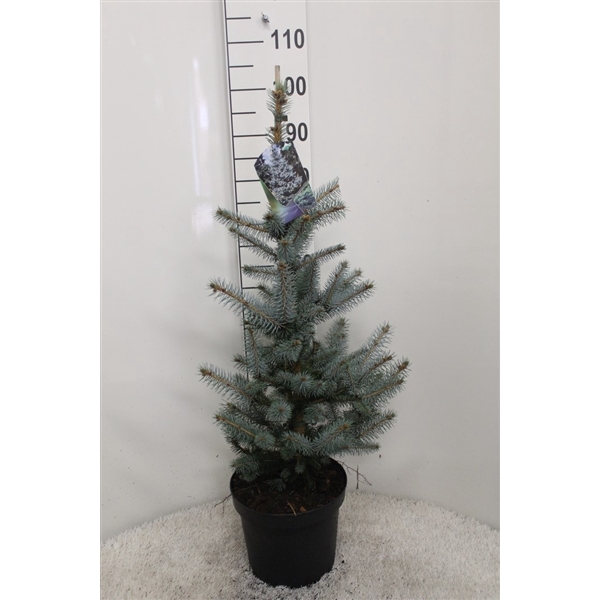 <h4>Picea pungens 'Edith' P26 potgedrukt</h4>