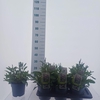 Verbena bonariensis