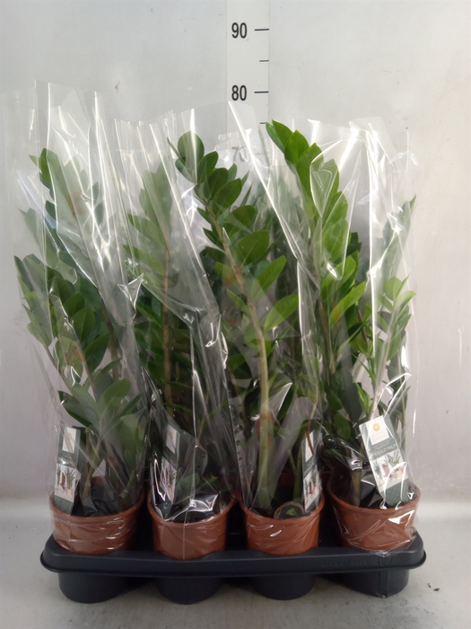 <h4>Zamioculcas zamiifolia</h4>