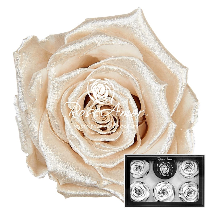 <h4>Xl Pearl White Whi04</h4>