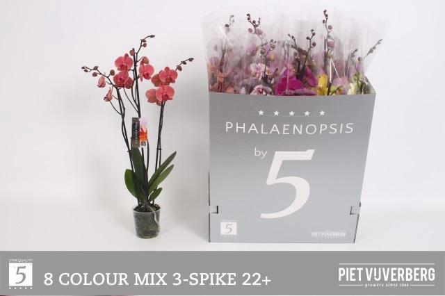 <h4>PHAL GEM 8 KL</h4>