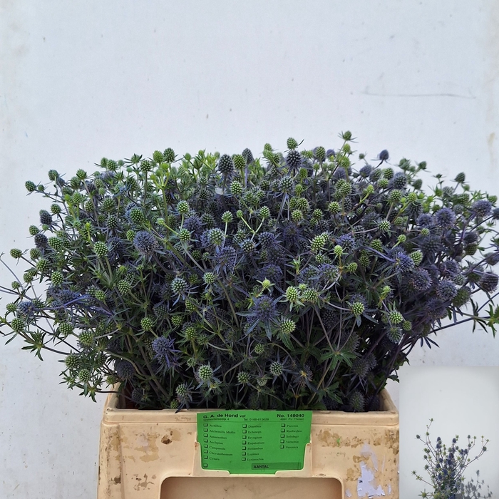 <h4>Eryn Magical Blue Lagoon Hond</h4>