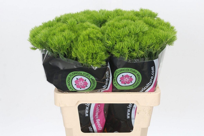 <h4>Di Barbatus Kiwi Mellow Del Golfo</h4>