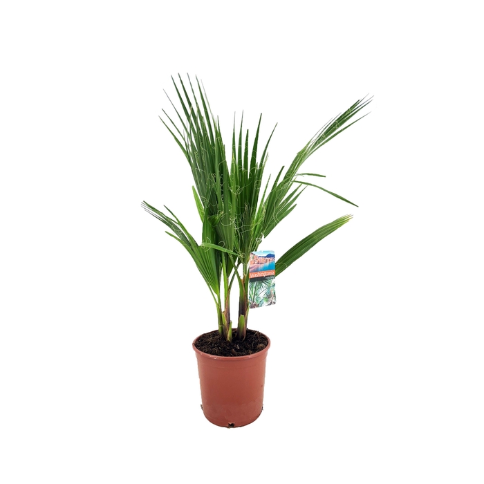 <h4>Washingtonia robusta</h4>