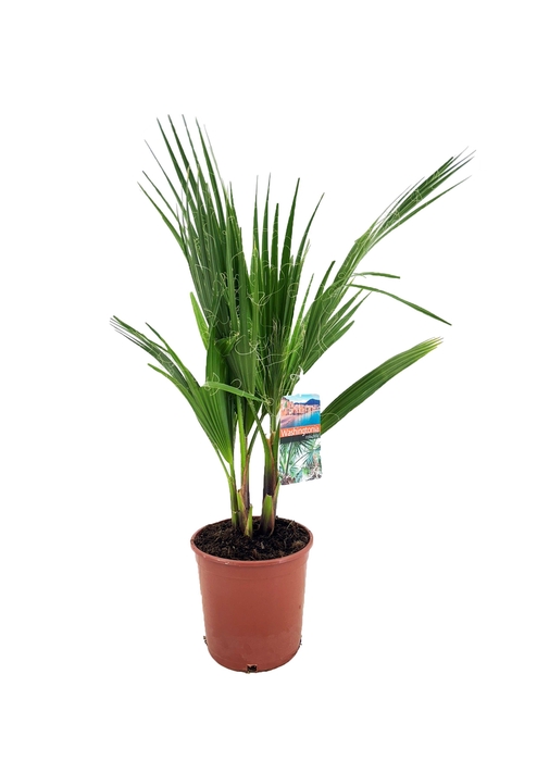 <h4>Washingtonia robusta</h4>