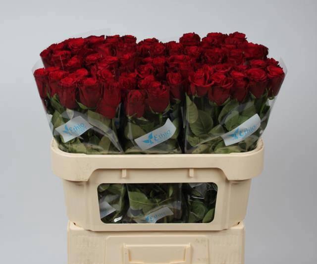 <h4>R GR UPPER CLASS</h4>