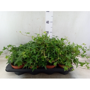 Hedera helix 'Tres Coupe'