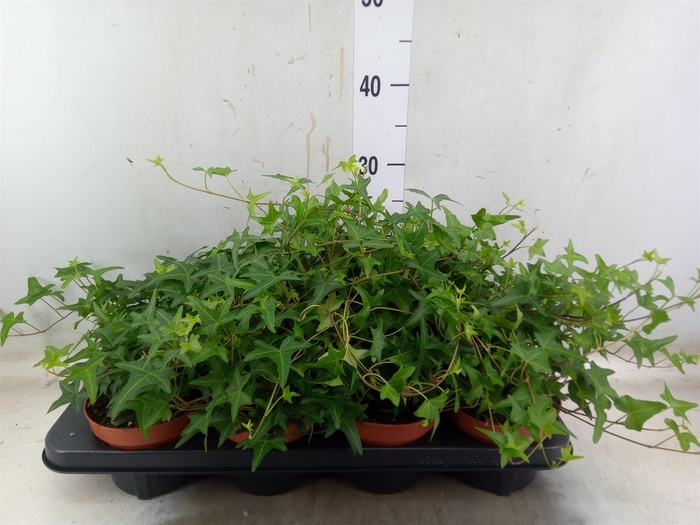 <h4>Hedera helix 'Tres Coupe'</h4>