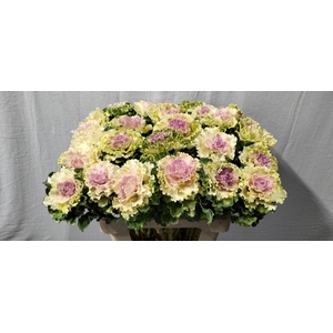 Brassica crane ruffle bicolour