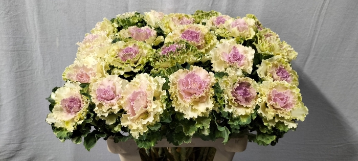 <h4>Brassica crane ruffle bicolour</h4>