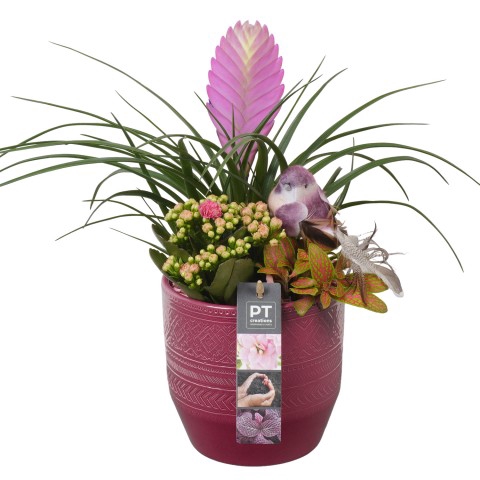 <h4>PTIB7461 Arrangementen kamerplanten</h4>