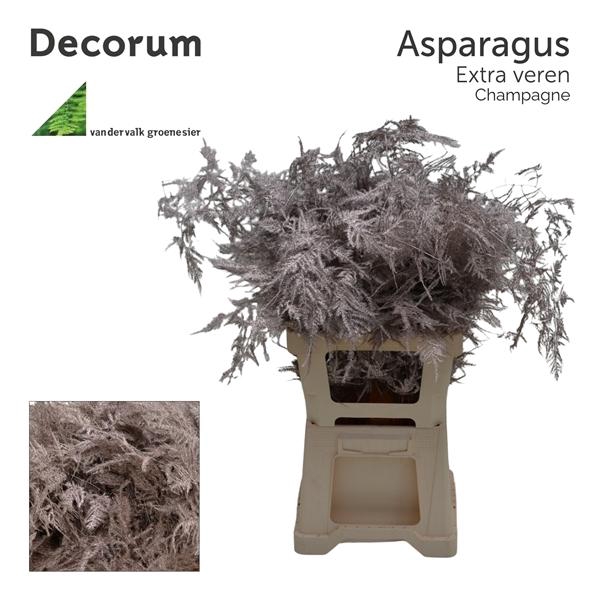 <h4>Asp extra veren Champagne</h4>