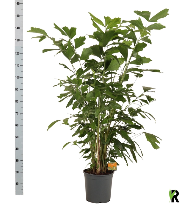 <h4>CARYOTA MITIS</h4>
