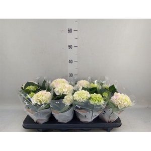 Hydrangea mac. 'Hi Diamond'