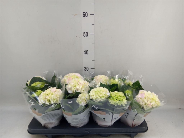 <h4>Hydrangea mac. 'Hi Diamond'</h4>