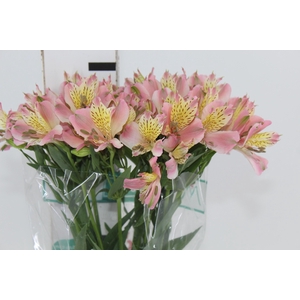 ALSTROEMERIA DUBAI 080 CM