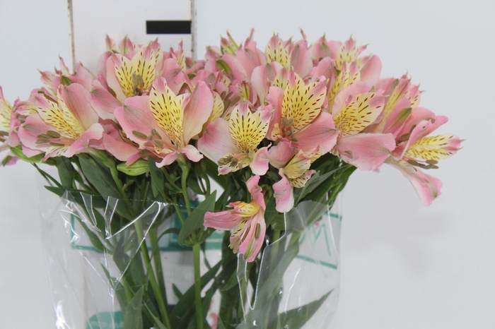 <h4>ALSTROEMERIA DUBAI 080 CM</h4>
