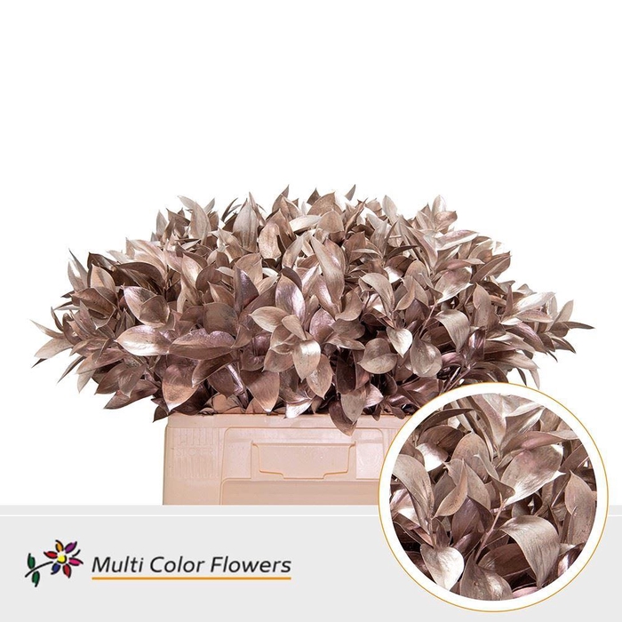 <h4>Ruscus   ...colored H%</h4>