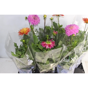 DAHLIA XXL P15