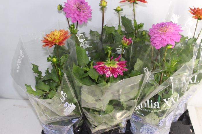 <h4>DAHLIA XXL P15</h4>
