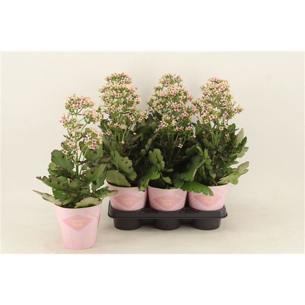 <h4>Kalanchoe Femini Pink</h4>