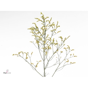 Limonium Sinense China Summer