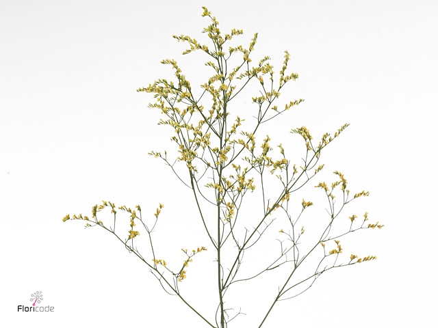 <h4>Limonium Sinense China Summer</h4>