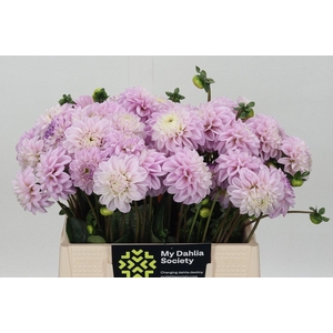 DAHLIA  'GENOVA'