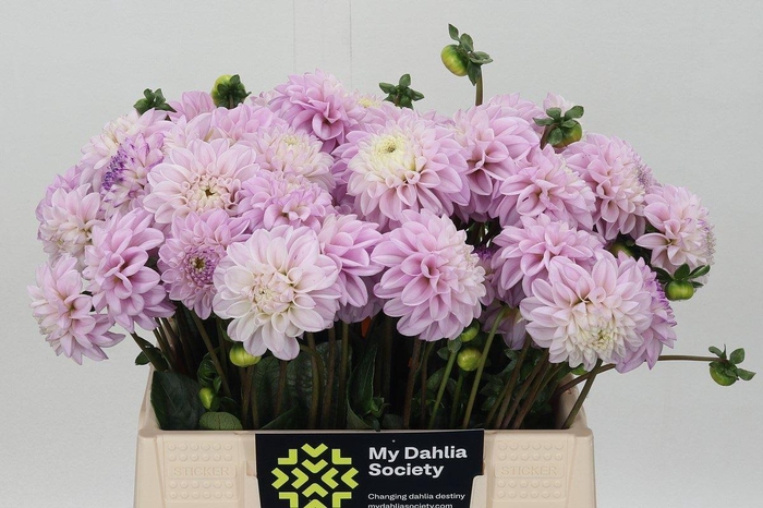 <h4>DAHLIA  'GENOVA'</h4>