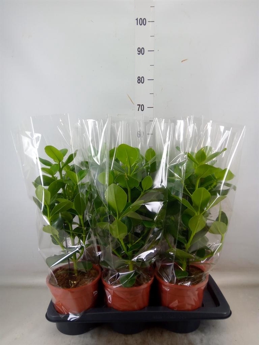 <h4>Clusia rosea 'Princess'</h4>