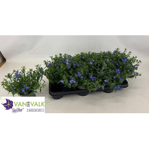 LOBE ER BAHARI BLUE