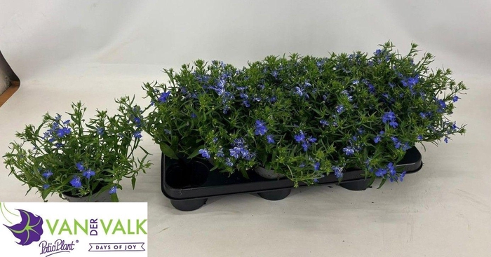 <h4>LOBE ER BAHARI BLUE</h4>