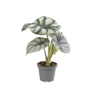 ALOCASIA BAGINDA P6 SILVER DRAGON