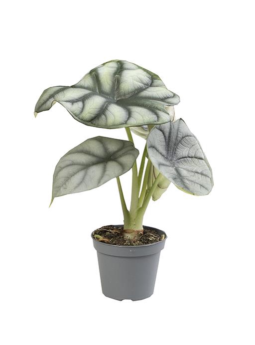 ALOCASIA BAGINDA P6 SILVER DRAGON