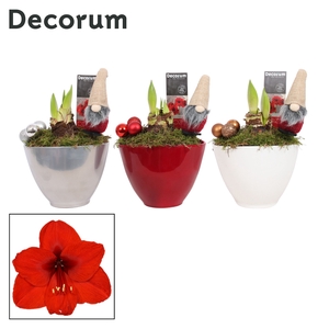 Hippeastrum Rood 2 Knop Faja KERST (Decorum)