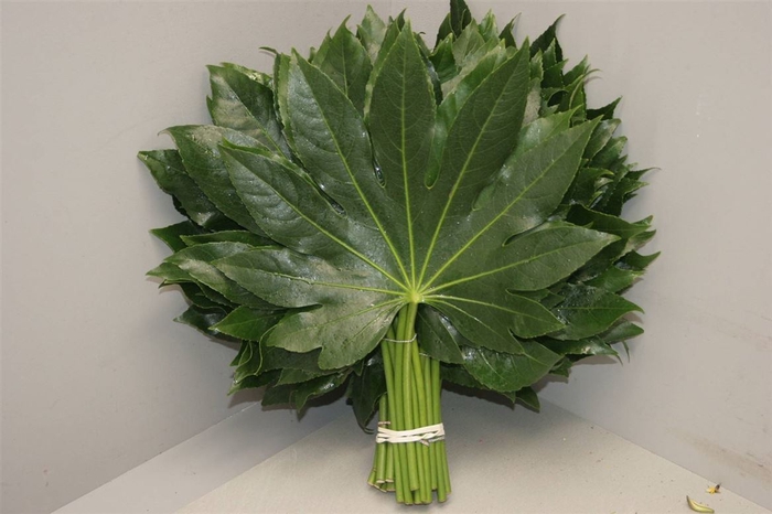 <h4>DEC ARALIA GROSS</h4>