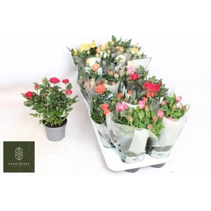 RO KORDANA GEM 5 SRT