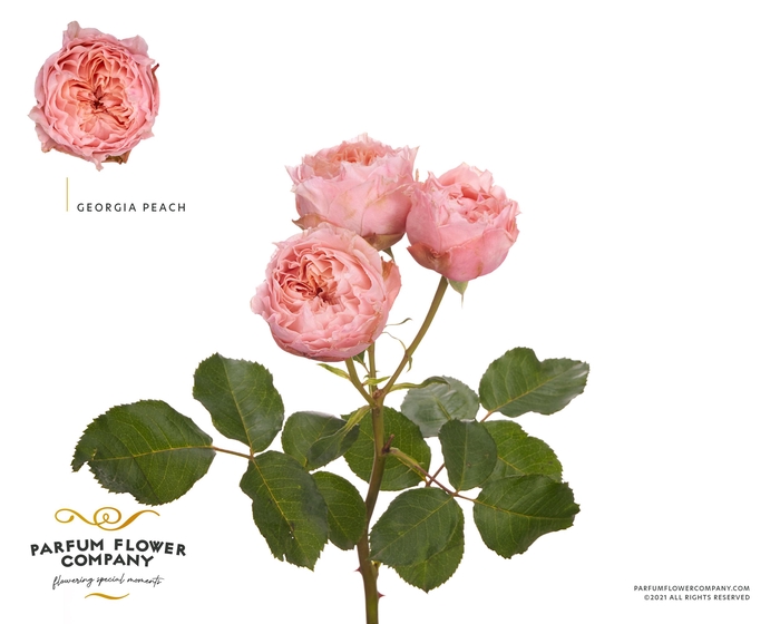 <h4>Rosa Spray Georgia Peach</h4>