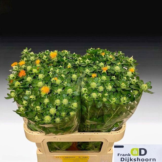 <h4>CARTH T ZANZIBAR</h4>