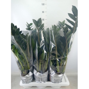 Zamioculcas zamiifolia 'Super Nova'
