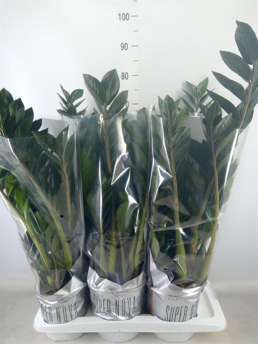 <h4>Zamioculcas zamiifolia 'Super Nova'</h4>