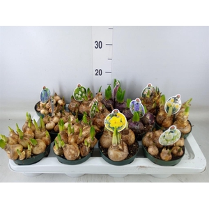 Flowerbulbs, corns or tubers   ...