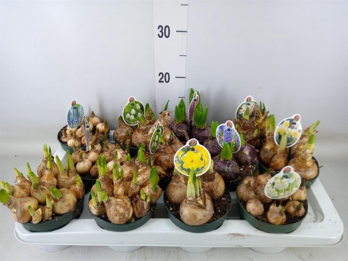 <h4>Flowerbulbs, corns or tubers   ...</h4>
