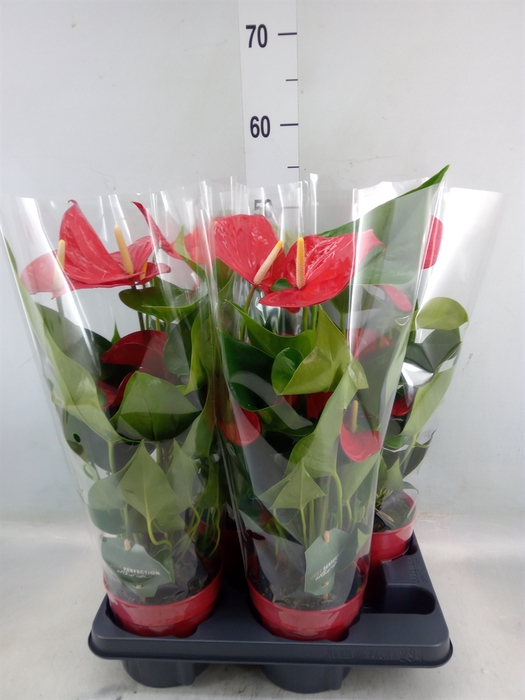 <h4>Anthurium andr. 'Minnesota'</h4>