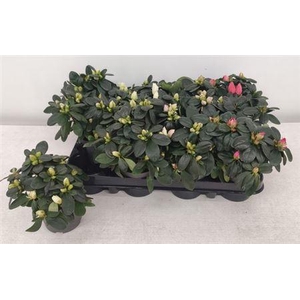 ** Rhodo Si Gem * Winter Promo *