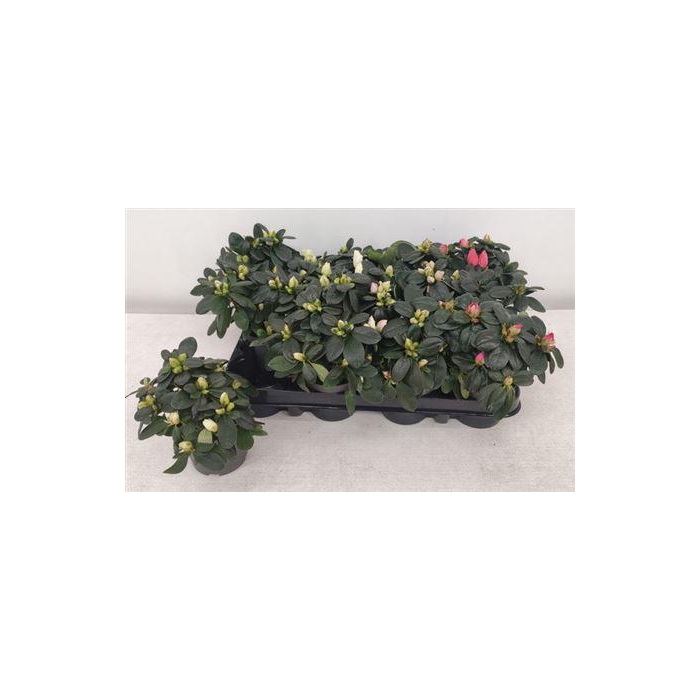 <h4>** Rhodo Si Gem * Winter Promo *</h4>