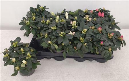 ** Rhodo Si Gem * Winter Promo *