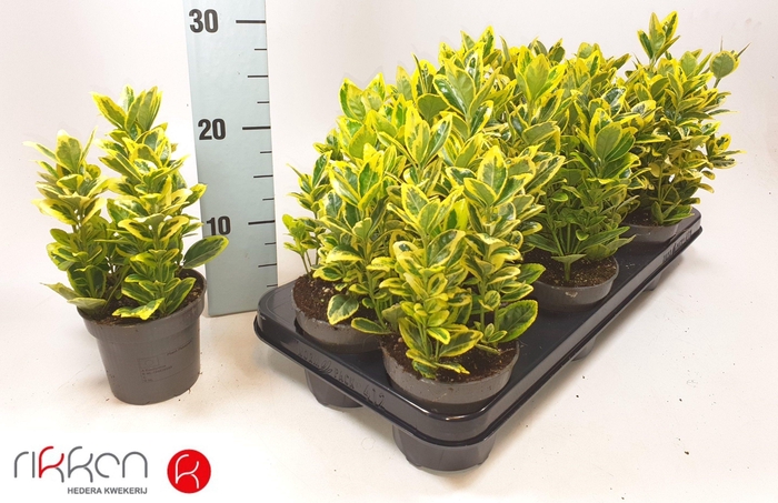 <h4>EUONYMUS JA MARIEKE</h4>